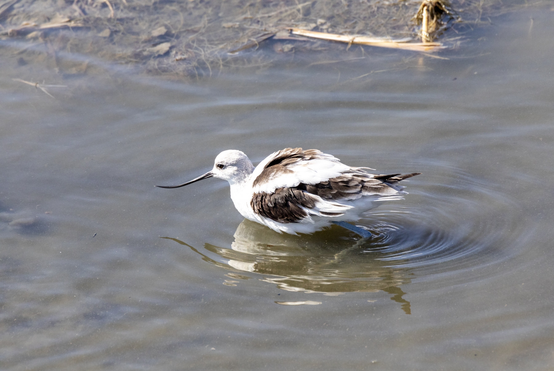 American Avocet, Port Aransas, Texas